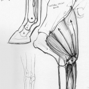pasterns and triceps