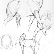 proportions and masses