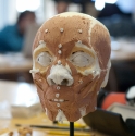 lower face muscles of expressions